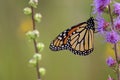 Monarch Butterfly on Blazing Star 612226