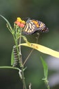 Monarch butterfly in bloom with Larva