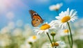 Monarch butterfly on blooming daisy flowers