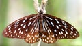 gracious butterfly resting on a branch spreading its wings, this fragile colorful insect is a lepidoptera Royalty Free Stock Photo