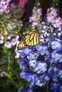 Monarch Butterfly on Blue Delphinium Flowers