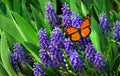 Monarch butterfly on blue flowers. Blue Muscari flowers and bright orange monarch butterfly close up. blue spring flowers in the g Royalty Free Stock Photo