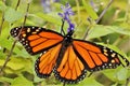 Monarch Butterfly On Blue Salvia