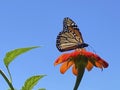 Monarch Butterfly and Blue Sky in August in Summer