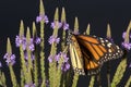 Monarch butterfly on blue vervain flowers in New Hampshire. Royalty Free Stock Photo