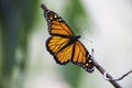 Monarch Butterfly on a branch