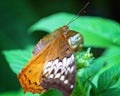 Monarch Butterfly In A Breeding Aviary Royalty Free Stock Photo