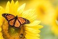 Monarch Butterfly on bright yellow sunflower on a sunny summer morning