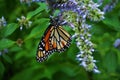 Close upof a Monarch butterfly with a broken wing on a blue Veronica flower