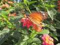 Monarch Butterfly. Royalty Free Stock Photo