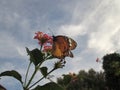 Monarch Butterfly. Royalty Free Stock Photo