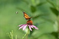 Monarch butterfly Royalty Free Stock Photo