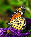 Monarch butterfly and bumblebee on purple flower Royalty Free Stock Photo
