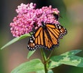 Monarch butterfly and Bumblebee share flower Royalty Free Stock Photo