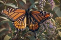 Monarch Butterfly on a butterfly bush in Central Oklahoma