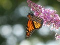 Monarch Butterfly on a Butterfly Bush Flower Sunlight Through its Wing