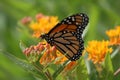 Monarch Butterfly - Butterfly weed