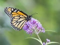 Monarch Butterfly on Butterly Bush Flower Royalty Free Stock Photo