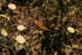 Monarch butterfly on camomile wild flowers. Close up view of beautiful butterfly. Royalty Free Stock Photo