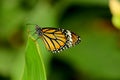 Monarch butterfly with Canna leaf. Royalty Free Stock Photo