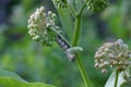 Monarch Butterfly Catepillar