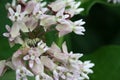 Monarch Butterfly Caterpilar on Milkweed Royalty Free Stock Photo