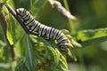 Monarch Butterfly Caterpillar Royalty Free Stock Photo