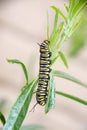 Monarch butterfly caterpillar Royalty Free Stock Photo