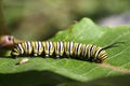 Monarch Butterfly Caterpillar Royalty Free Stock Photo