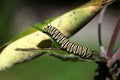 Monarch Butterfly Caterpillar Royalty Free Stock Photo