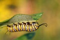 Monarch Butterfly Caterpillar Royalty Free Stock Photo