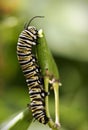 Monarch Butterfly Caterpillar Royalty Free Stock Photo