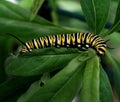 Monarch Butterfly Caterpillar Royalty Free Stock Photo