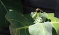 Monarch Butterfly Caterpillar (Danaus plexippus) Royalty Free Stock Photo