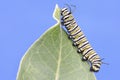 Monarch Butterfly Caterpillar (danaus plexippus) Royalty Free Stock Photo