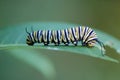 Monarch Butterfly Caterpillar, Danaus plexippus Royalty Free Stock Photo