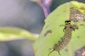 Monarch Butterfly Caterpillar Danaus Plexippus Royalty Free Stock Photo