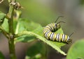 Monarch Butterfly Caterpillar Royalty Free Stock Photo