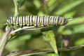 Monarch Butterfly Caterpillar, Danaus plexippus Royalty Free Stock Photo