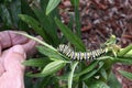 Monarch Butterfly Caterpillar on Leaf Royalty Free Stock Photo