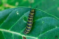 Monarch butterfly caterpillar Danaus plexippus feeding on a crown flower plant Calotropis gigantea - Pembroke Pines, Florida Royalty Free Stock Photo