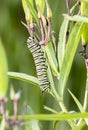 Monarch Butterfly Caterpillar Danaus plexippus on Milkweed Royalty Free Stock Photo