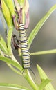 Monarch Butterfly Caterpillar Danaus plexippus on Milkweed Royalty Free Stock Photo