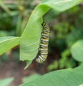 Monarch Caterpillar on Milkweed Plant in Garden Royalty Free Stock Photo