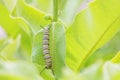 Monarch Butterfly Caterpillar Eating Leaf Royalty Free Stock Photo