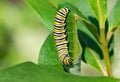 Monarch butterfly caterpillar eating milkweed Royalty Free Stock Photo