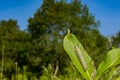 Monarch Butterfly Caterpillar eating milkweed. Royalty Free Stock Photo