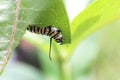 Monarch Butterfly Caterpillar Eating Milkweed Plant Leaf