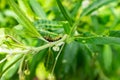 Monarch Butterfly Caterpillar Eating Milkweed Plant Royalty Free Stock Photo