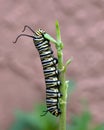 Monarch Butterfly Caterpillar Enjoying a Green Leaf Royalty Free Stock Photo